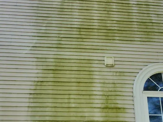 Same siding close up with heavy green algae growth